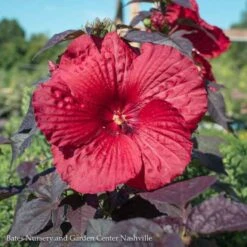 #1 Hibiscus X PW Summerific 'Holy Grail'/ Deep Scarlet Red Hardy