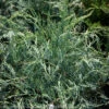 #1 Juniperus Virg Grey Owl/ Spreading Juniper Native (TN)