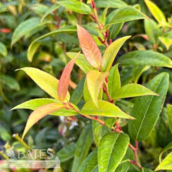 #1 Leucothoe Axillaris/ Coastal Native (R) -Cheap Sapling Pulse Store 1 leucothoe axillaris coastal native r 2