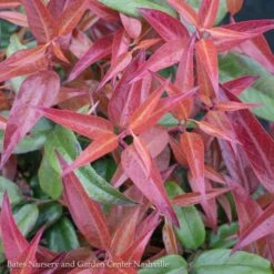 #1 Leucothoe Fontanesiana Scarletta/ Drooping Native (TN)