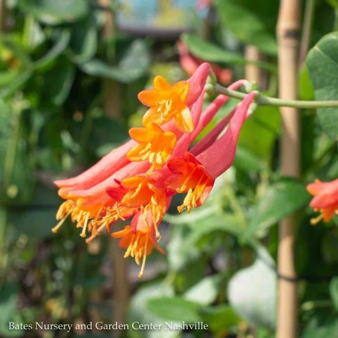 #1 Lonicera Semp Major Wheeler/ Red Coral Honeysuckle Native (TN) 2 #1 Lonicera Semp Major Wheeler/ Red Coral Honeysuckle Native (TN) - Image 2
