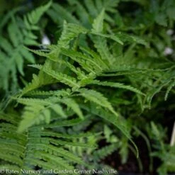 #1 Matteuccia Struthiopteris/ Ostrich FernNative (R)