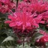 #1 Monarda Did PW Pardon My Cerise/ Dark Pink Beebalm Native (TN)