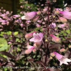 Cheap Sapling Pulse Store -Cheap Sapling Pulse Store 1 penstemon x dark towers beardtongue 1