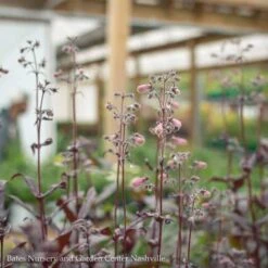 Cheap Sapling Pulse Store 20 #1 Penstemon X Dark Towers/ Beardtongue