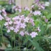 #1 Phlox Pan Jeana/ Lavender-pink Upright Garden Native (TN)