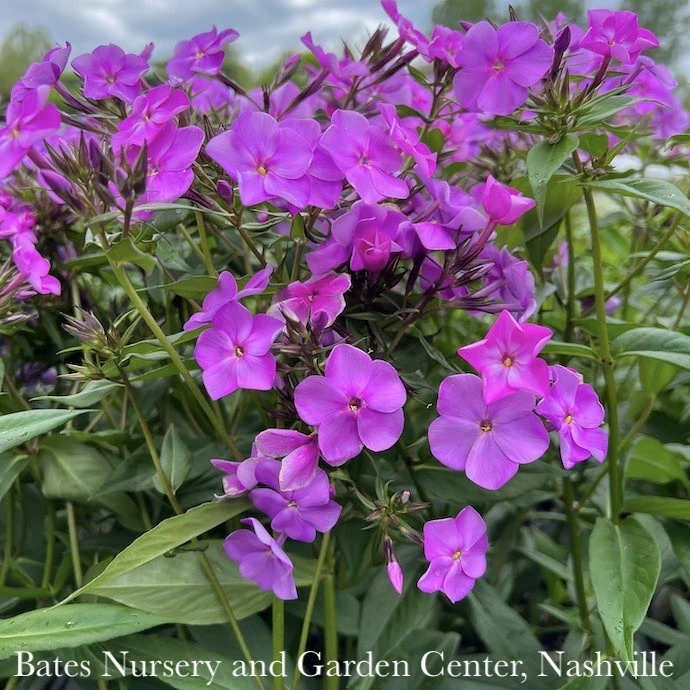 #1 Phlox X PW Cloudburst/ Tall Mounding Lavender 1 #1 Phlox X PW Cloudburst/ Tall Mounding Lavender