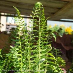 #1 Polystichum Acrostichoides AB/ Christmas Fern Native (TN)