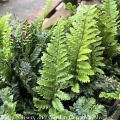 #1 Polystichum Polyblepharum/ Japanese Tassel Fern -Cheap Sapling Pulse Store 1 polystichum polyblepharum japanese tassel fern 2