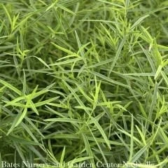 #1 Pycnanthemum Tenuifolium/ Slender Mountain Mint Native (TN)