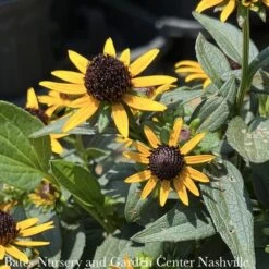 #1 Rudbeckia Ful PW Little Goldstar/ Black-Eyed Susan Native (R)