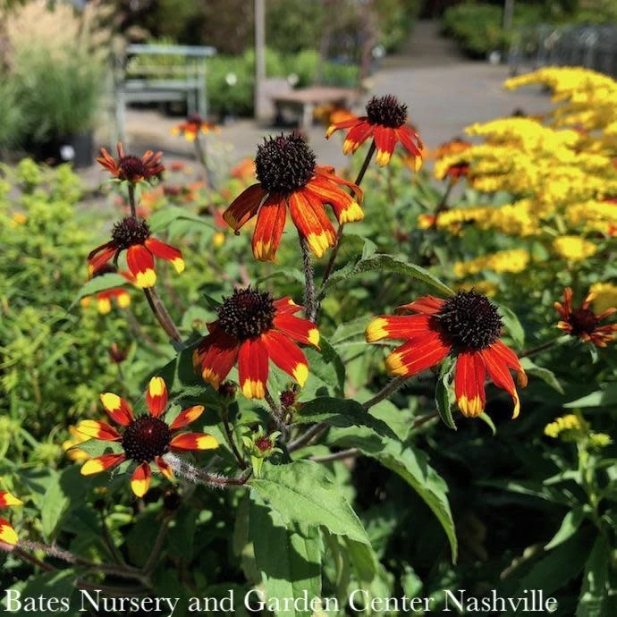 #1 Rudbeckia Tril AB Prairie Glow/ Brown Eyed Susan Native (TN) 1 #1 Rudbeckia Tril AB Prairie Glow/ Brown Eyed Susan Native (TN)