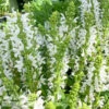 #1 Salvia Nemorosa PW Proven Pollinators 'White Profusion'/ Meadow Sage