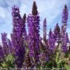 #1 Salvia X Sylvestris May Night/ Purple Meadow Sage