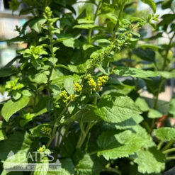 #1 Solidago Sphacelata Golden Fleece/ Goldenrod Native (TN)
