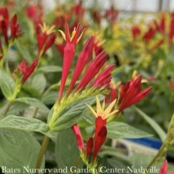 #1 Spigelia Mar AB Little Redhead/ Indian Pink Native (TN) -Cheap Sapling Pulse Store 1 spigelia mar ab little redhead indian pink nativ 2