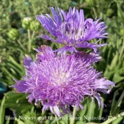 Cheap Sapling Pulse Store -Cheap Sapling Pulse Store 1 stokesia laevis peachies pick stokes aster nativ 1
