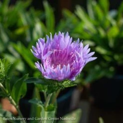 Cheap Sapling Pulse Store 28 #1 Stokesia Laevis Peachie's Pick/ Stokes' Aster Native (R)