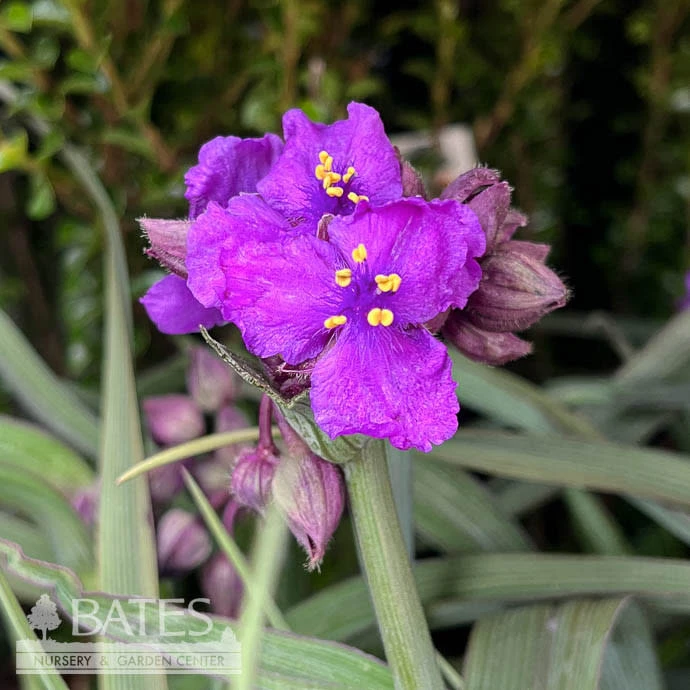 #1 Tradescantiaandersoniana Brainstorm/ Spiderwort 1 #1 Tradescantiaandersoniana Brainstorm/ Spiderwort