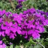 #1 Verbena Can Homestead Purple/ Spreader Native (TN)