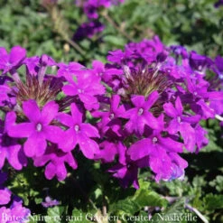 #1 Verbena Can Homestead Purple/ Spreader Native (TN)