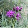 #1 Vernonia Lettermanii X Arkansas Summer Surrender/ Ironweed Native (R)