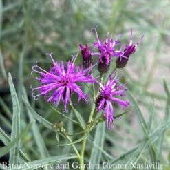#1 Vernonia Lettermanii X Arkansas Summer Surrender/ Ironweed Native (R)