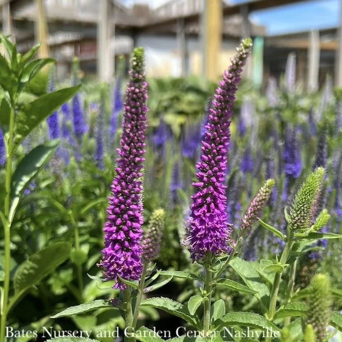 #1 Veronica X PW Magic Show 'Purple Illusion'/ Speedwell 1 #1 Veronica X PW Magic Show 'Purple Illusion'/ Speedwell