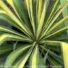 #1 Yucca Fil Golden Sword/ Variegated Native (TN)