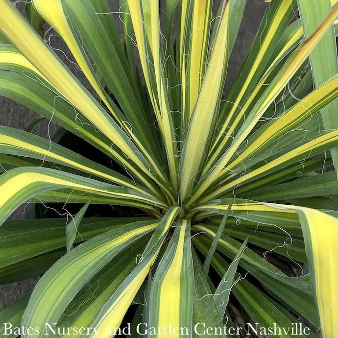 #1 Yucca Fil Golden Sword/ Variegated Native (TN) 1 #1 Yucca Fil Golden Sword/ Variegated Native (TN)