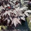 #10 Acer Pal Bloodgood/ Red Upright Japanese Maple