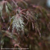 #10 Acer Pal Var Diss Crimson Queen/ Weeping Red Japanese Maple