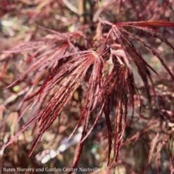 #10 Acer Pal Var Diss Crimson Queen/ Weeping Red Japanese Maple -Cheap Sapling Pulse Store 10 acer pal var diss crimson queen weeping red jap 2