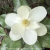 #10 Magnolia Grand Bracken's Brown Beauty/ Southern Native (TN)