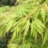 #10 STK Acer Pal Var Diss Waterfall/ Green Weeping Japanese Maple