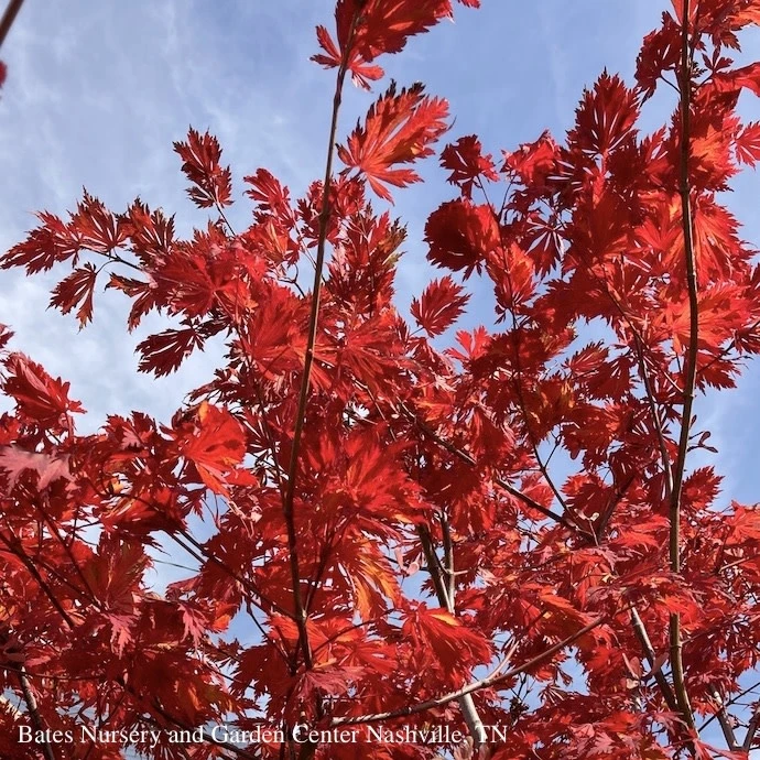 #15 Acer Japonica Aconitifolium/ Fernleaf Fullmoon Maple 2 #15 Acer Japonica Aconitifolium/ Fernleaf Fullmoon Maple - Image 2