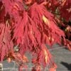 #15 Acer Japonica Aconitifolium/ Fernleaf Fullmoon Maple