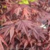#15 Acer Pal Bloodgood/ Red Upright Japanese Maple