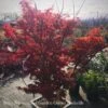 #15 Acer Pal Ojishi/ Upright Green Male Lion’s Head Japanese Maple