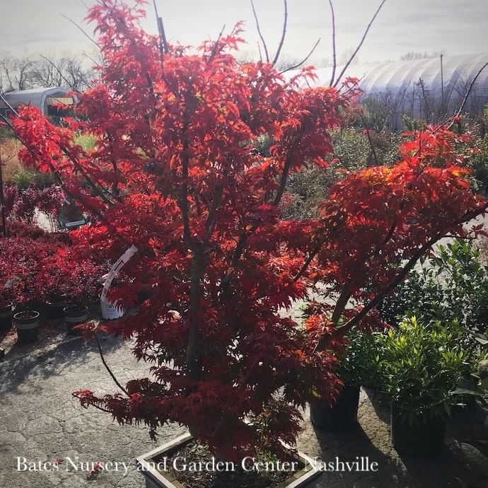 #15 Acer Pal Ojishi/ Upright Green Male Lion’s Head Japanese Maple 1 #15 Acer Pal Ojishi/ Upright Green Male Lion’s Head Japanese Maple