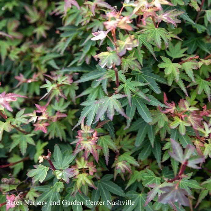 #15 Box Acer Pal Koto Maru/ Japanese Maple 2 #15 Box Acer Pal Koto Maru/ Japanese Maple - Image 2