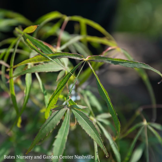 #15 BOX Acer Pal Koto-no-ito/ Dwarf Green Harp String Threadleaf Japanese Maple 3 #15 BOX Acer Pal Koto-no-ito/ Dwarf Green Harp String Threadleaf Japanese Maple - Image 3
