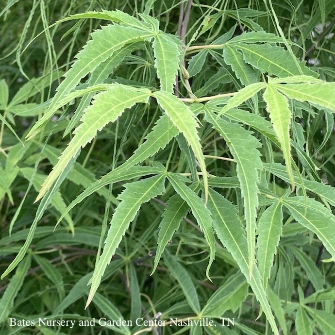 #15 BOX Acer Pal Koto-no-ito/ Dwarf Green Harp String Threadleaf Japanese Maple 1 #15 BOX Acer Pal Koto-no-ito/ Dwarf Green Harp String Threadleaf Japanese Maple