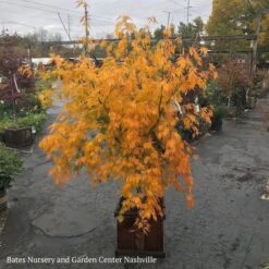 #15 BOX Acer Pal Omure Yama/ Upright Cascading Green Japanese Maple