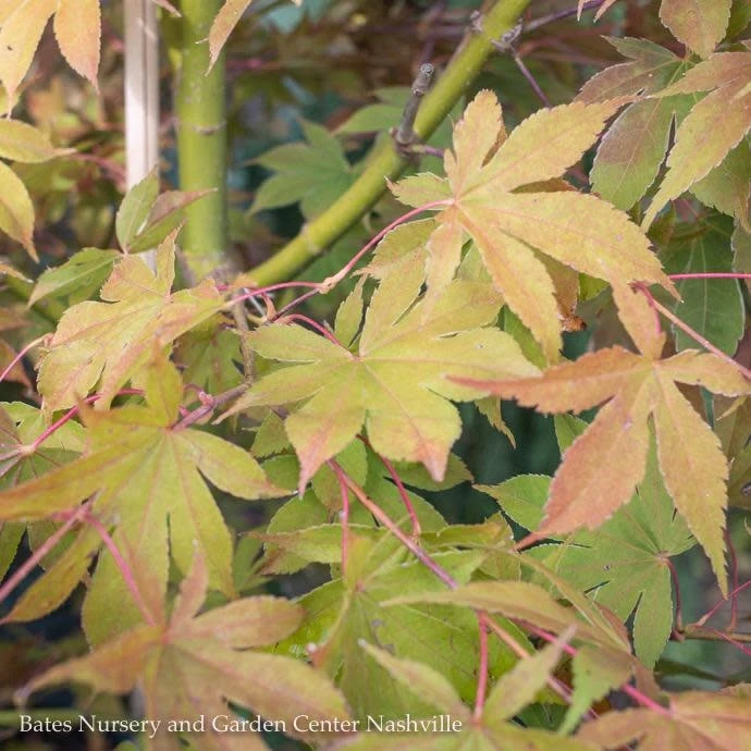 #15 BOX Acer Pal Osakazuki AKAME/ Green Upright Japanese Maple 2 #15 BOX Acer Pal Osakazuki AKAME/ Green Upright Japanese Maple - Image 2