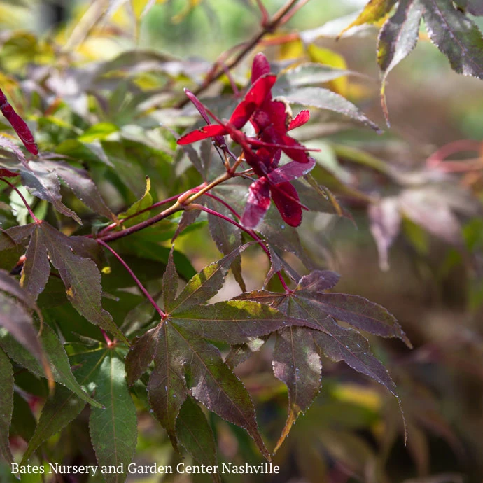 #15 BOX Acer Pal Osakazuki AKAME/ Green Upright Japanese Maple 1 #15 BOX Acer Pal Osakazuki AKAME/ Green Upright Japanese Maple