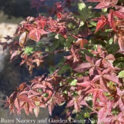 #15 BOX Acer Pal Shindeshojo/ Upright Green Japanese Maple -Cheap Sapling Pulse Store 15 box acer pal shindeshojo upright green japanese 2