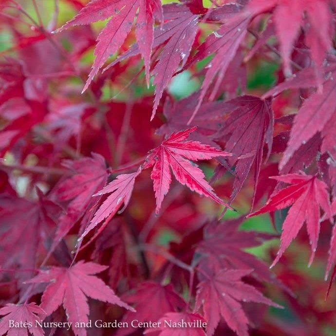#15 BOX Acer Pal Tobiosho/ Green Upright Japanese Maple 2 #15 BOX Acer Pal Tobiosho/ Green Upright Japanese Maple - Image 2