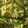 #15 BOX Acer Pal Tobiosho/ Green Upright Japanese Maple
