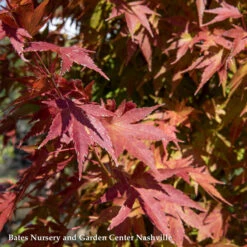 #15 BOX Acer Pal Tobiosho/ Green Upright Japanese Maple 5 #15 BOX Acer Pal Tobiosho/ Green Upright Japanese Maple -Cheap Sapling Pulse Store 15 box acer pal tobiosho green upright japanese ma 2